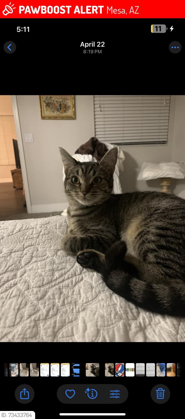 Lost Male Cat last seen Broadway and Mesa drive, Mesa, AZ 85204