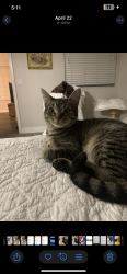 Lost Male Cat last seen Broadway and Mesa drive, Mesa, AZ 85204