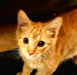 Found/Stray Male Cat last seen Near 5h Street and Lone Mountain, North Las Vegas, NV 89031