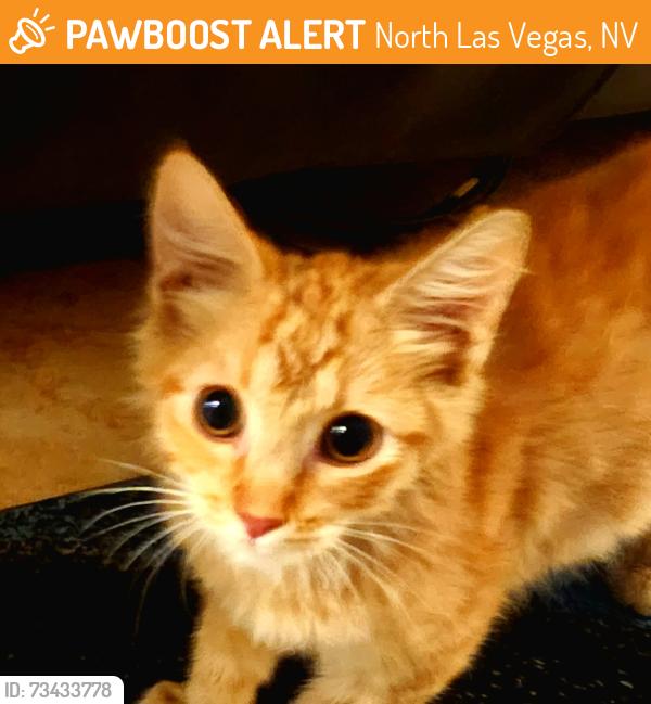 Found/Stray Male Cat last seen Near 5h Street and Lone Mountain, North Las Vegas, NV 89031