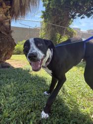 Found/Stray Male Dog last seen 59th Ave and Bethany home road, Glendale, AZ 85301