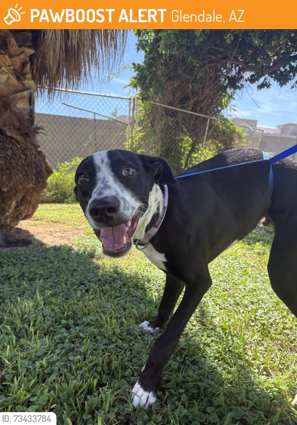 Found/Stray Male Dog last seen 59th Ave and Bethany home road, Glendale, AZ 85301