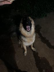 Found/Stray Male Dog last seen Near oak ridge drive canton ga 30114, Canton, GA 30114