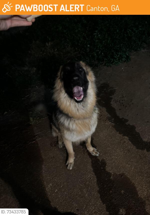 Found/Stray Male Dog last seen Near oak ridge drive canton ga 30114, Canton, GA 30114