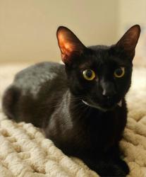 Shelter Stray Female Cat last seen , 29525 Agoura Rd, Agoura Hills, CA 91301, USA