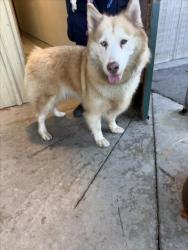 Shelter Stray Female Dog last seen INDUSTRIAL PKWY, 16 Barnes Ct, Hayward, CA 94544, USA