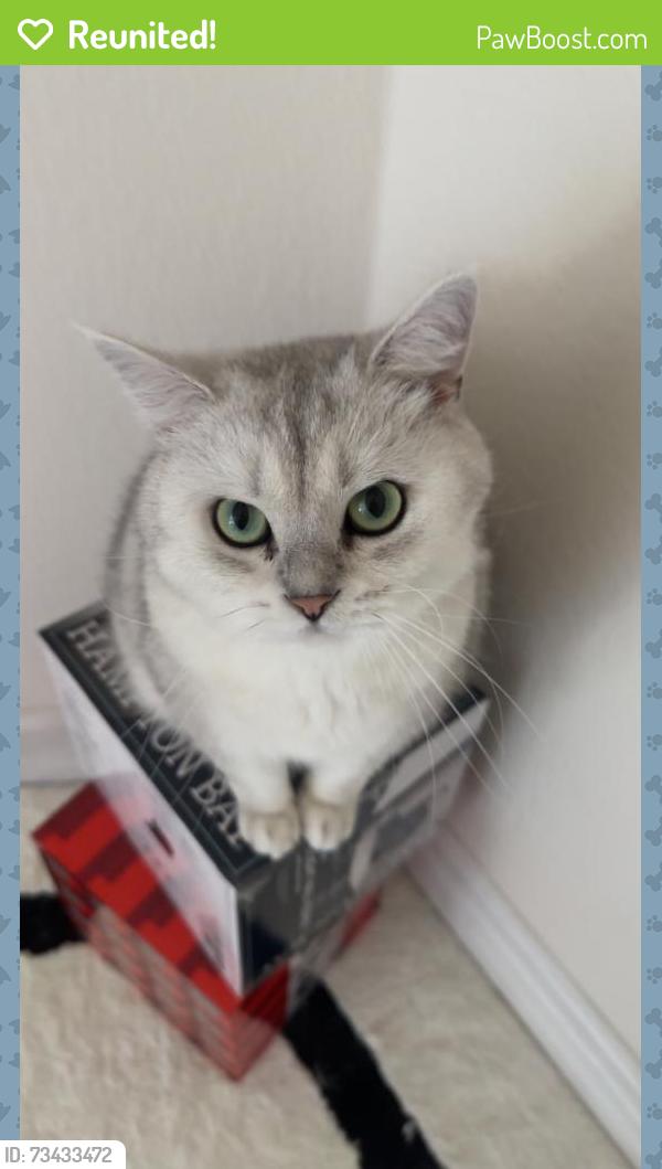 Reunited Male Cat last seen Near Skygate, Aliso Viejo, CA 92656, USA, Aliso Viejo, CA 92656