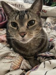 Reunited Male Cat last seen Audubon Acres, Chattanooga, TN 37421