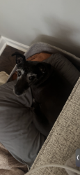 Reunited Female Dog last seen Bentwater drive, Acworth, GA 30101