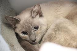 Shelter Stray Female Cat last seen , 4000 N Silverbell Rd, Tucson, AZ 85745, USA