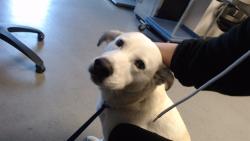 Shelter Stray Female Dog last seen CAPP AND 23RD ST, 1419 Bryant St, San Francisco, CA 94103, USA