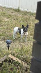 Reunited Female Dog last seen Cvs, Deltona, FL 32725