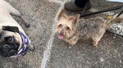 Reunited Female Dog last seen Wyoming, Pittsburgh, PA 15211