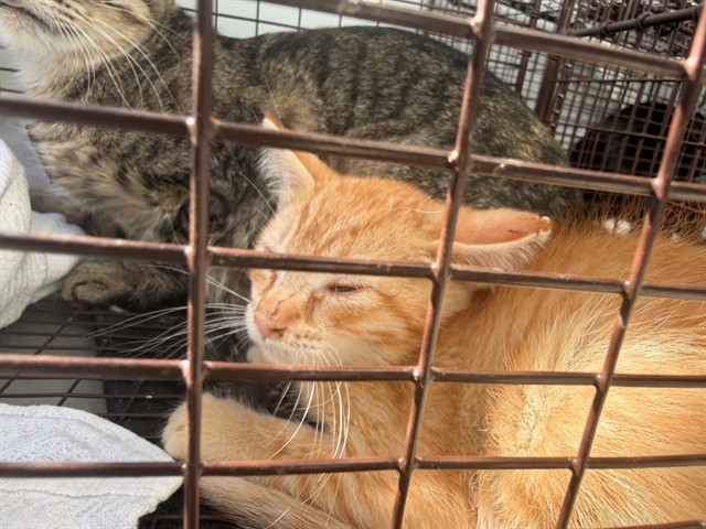 Shelter Stray Unknown Cat last seen FAIR OAKS BLVD/SHIRLEY AVE, 95608, 3839 Bradshaw Rd, Sacramento, CA 95827, USA