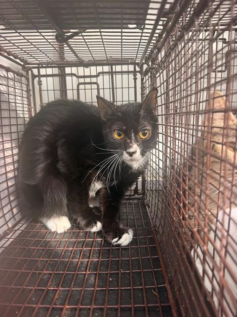 Shelter Stray Unknown Cat last seen FAIR OAKS BLVD/SHIRLEY AVE, 95608, 3839 Bradshaw Rd, Sacramento, CA 95827, USA