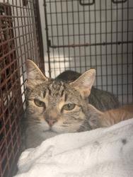 Shelter Stray Unknown Cat last seen FAIR OAKS BLVD/SHIRLEY AVE, 95608, 3839 Bradshaw Rd, Sacramento, CA 95827, USA