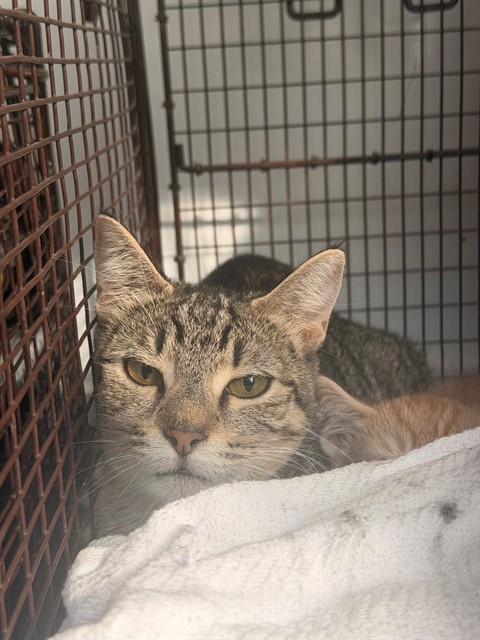 Shelter Stray Unknown Cat last seen FAIR OAKS BLVD/SHIRLEY AVE, 95608, 3839 Bradshaw Rd, Sacramento, CA 95827, USA