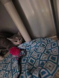 Shelter Stray Unknown Cat last seen FREEPORT BLVD & 13TH AVE, 2127 Front St, Sacramento, CA 95818, USA