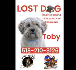 Lost Male Dog last seen Redmill Rd and Sherwood Avenue Rensselaer, Hampton Manor, NY 12144