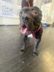 Shelter Stray Male Dog last seen , 1850 W 60th St, Los Angeles, CA 90047, USA
