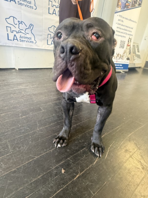 Shelter Stray Male Dog last seen , 1850 W 60th St, Los Angeles, CA 90047, USA