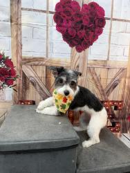 Reunited Female Dog last seen Near Muhlenberg St, Reading, PA 19602, USA, Reading, PA 19602