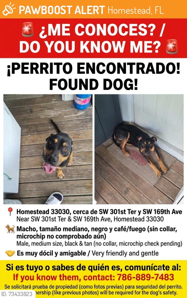 Found/Stray Male Dog last seen hmstd, Homestead, FL 33033