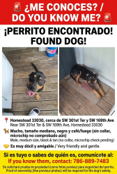 Found/Stray Male Dog last seen hmstd, Homestead, FL 33033