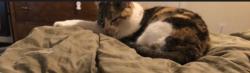 Lost Female Cat last seen Mountain View Terrace, Kingston, NY 12401