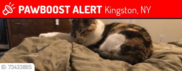 Lost Female Cat last seen Mountain View Terrace, Kingston, NY 12401