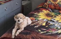 Reunited Male Dog last seen Woodside & Woodforest Drive, Foothill Farms, CA 95842