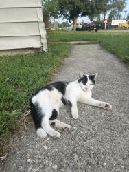 Found/Stray Male Cat last seen Garfield st, Middletown, OH 45044