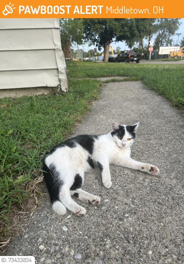 Found/Stray Male Cat last seen Garfield st, Middletown, OH 45044