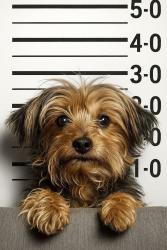 Reunited Female Dog last seen Forest trails dr and chetland place, Houston, TX 77095