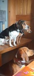 Lost Male Dog last seen West County road 1785 at T, Wise County, TX 76270