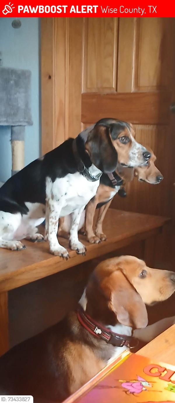 Lost Male Dog last seen West County road 1785 at T, Wise County, TX 76270