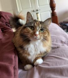 Lost Female Cat last seen Revel Treats by Tora G, Stone Mountain, GA 30087