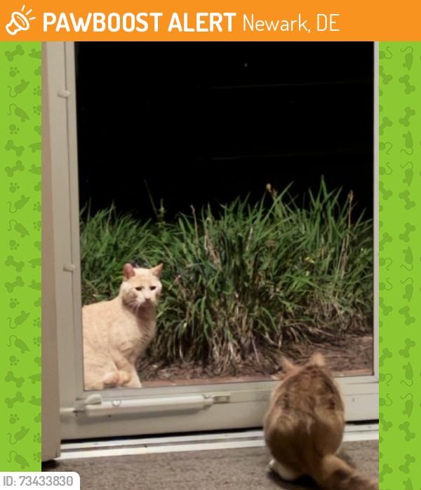 Found/Stray Male Cat last seen Near Old Farm Rd. Off of Corner Ketch Rd, Newark, DE 19711