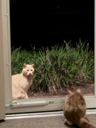 Found/Stray Male Cat last seen Near Old Farm Rd. Off of Corner Ketch Rd, Newark, DE 19711