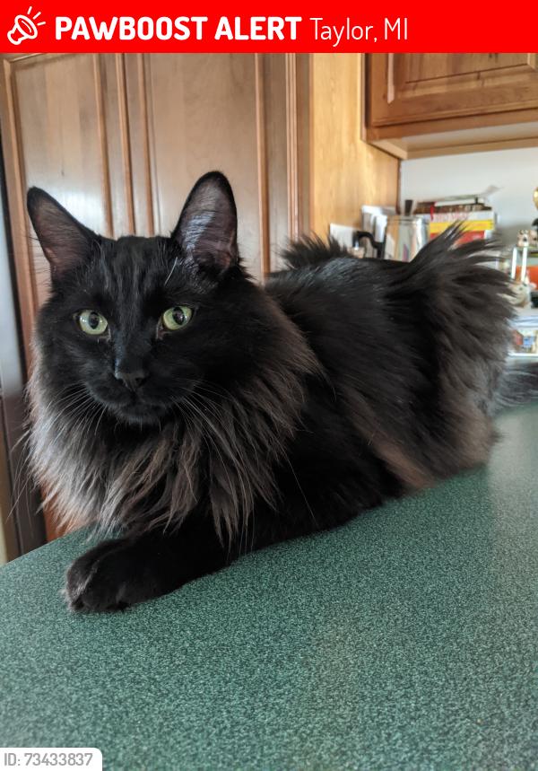 Lost Male Cat last seen Haskell and Mortenview near moody elementary, Taylor, MI 48180
