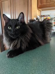 Lost Male Cat last seen Haskell and Mortenview near moody elementary, Taylor, MI 48180