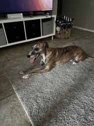 Found/Stray Male Dog last seen 16st and baseline, Phoenix, AZ 85042