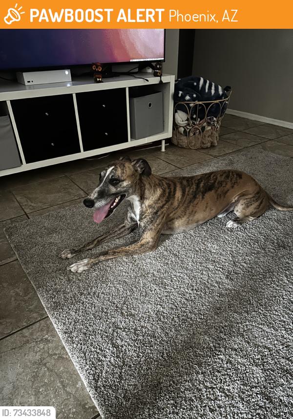 Found/Stray Male Dog last seen 16st and baseline, Phoenix, AZ 85042
