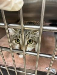Shelter Stray Female Cat last seen , 957 N Gaffey St, San Pedro, CA 90731, USA