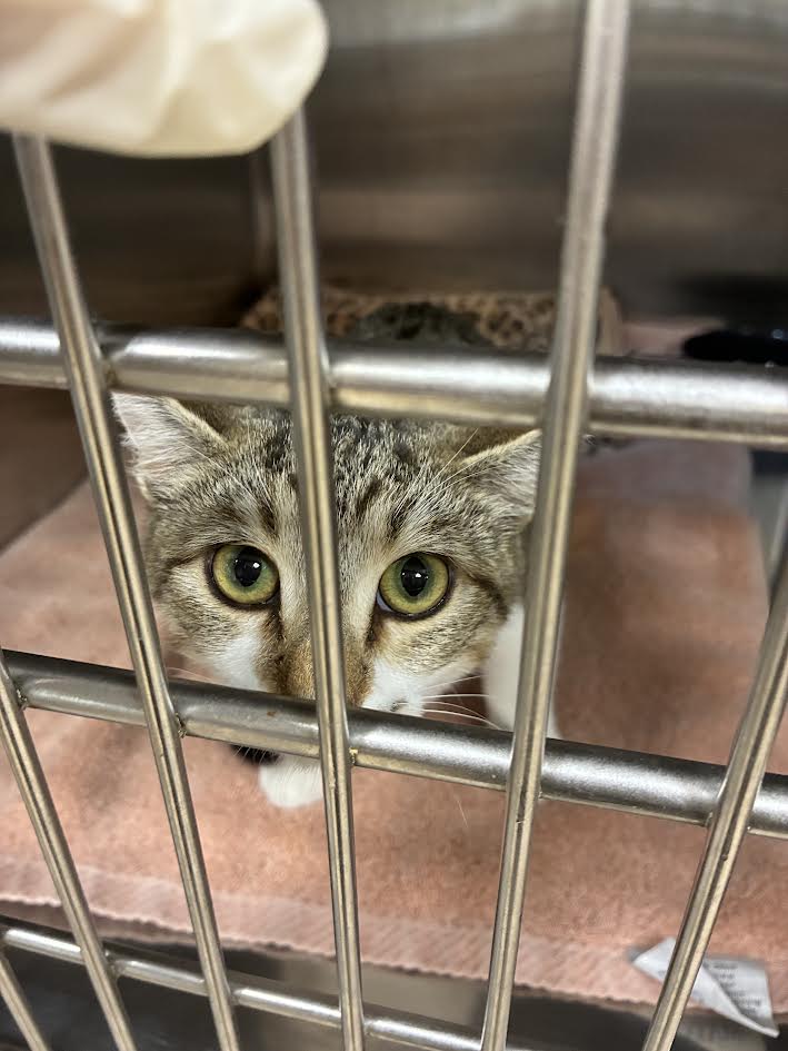 Shelter Stray Female Cat last seen , 957 N Gaffey St, San Pedro, CA 90731, USA