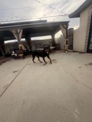 Found/Stray Female Dog last seen Johnson st, Compton, CA 90220