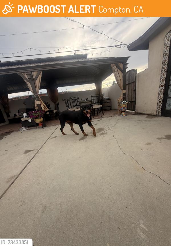Found/Stray Female Dog last seen Johnson st, Compton, CA 90220