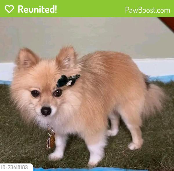 Reunited Female Dog last seen Scull St & N 19th St Lebanon PA, Lebanon, PA 17046