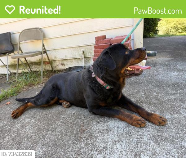 Reunited Male Dog last seen Plantation Rd & Hunters Cove, Lawrenceville, GA 30044