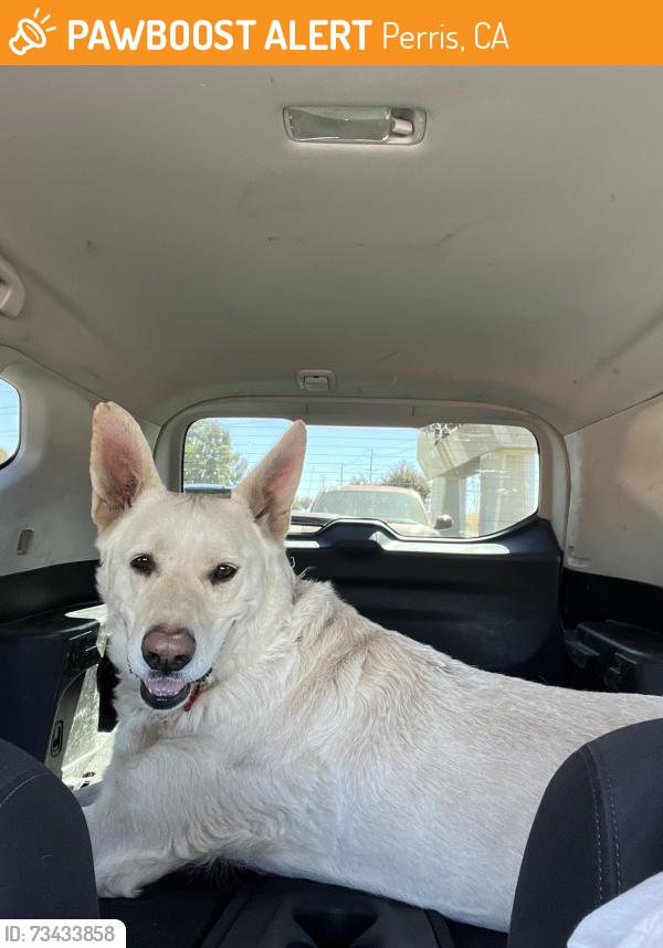 Found/Stray Male Dog last seen Citrus high school, Perris, CA 92570
